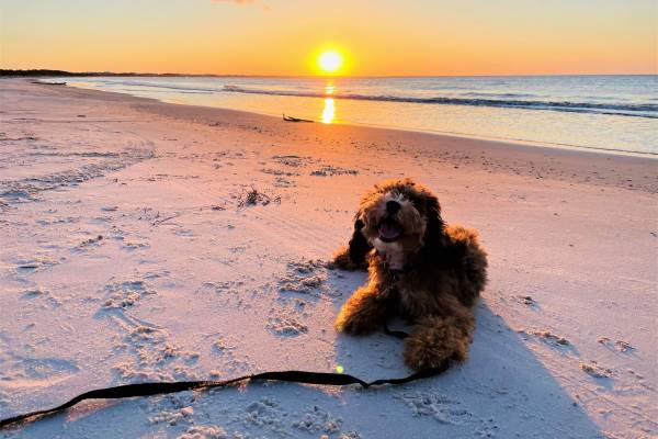 Pet Friendly Properties