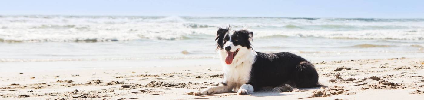 Dog laying down on the beach